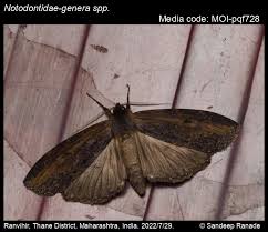 Attēlu rezultāti vaicājumam “Notodontidae”