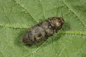 Attēlu rezultāti vaicājumam “Prosternon tessellatum”