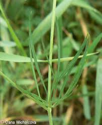 Attēlu rezultāti vaicājumam “Consolida regalis bud”