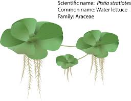 Attēlu rezultāti vaicājumam “Pistia stratiotes leaf”