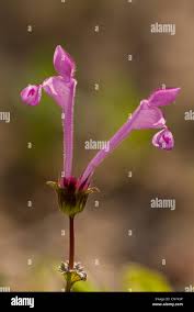 Attēlu rezultāti vaicājumam “Lamium amplexicaule flower”