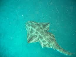 Image result for Squatina squatina