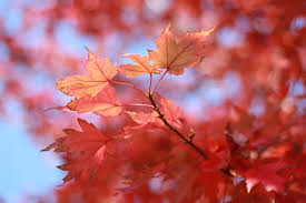 Attēlu rezultāti vaicājumam “Acer campestre leaf”