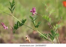 Attēlu rezultāti vaicājumam “Lathyrus niger”