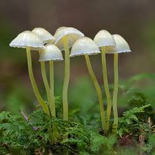 Attēlu rezultāti vaicājumam “Mycena viscosa”
