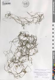 Attēlu rezultāti vaicājumam “Potamogeton trichoides”