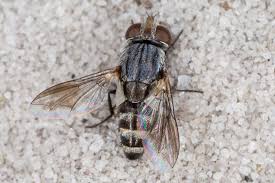 Attēlu rezultāti vaicājumam “Sarcophagidae”