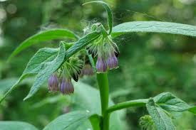 Attēlu rezultāti vaicājumam “Symphytum officinale bud”