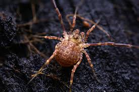 Attēlu rezultāti vaicājumam “Lophopilio palpinalis”