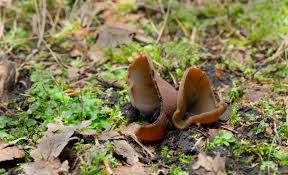 Attēlu rezultāti vaicājumam “Peziza badia”