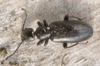 Attēlu rezultāti vaicājumam “Anthicidae”