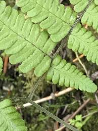 Attēlu rezultāti vaicājumam “Gymnocarpium robertianum”