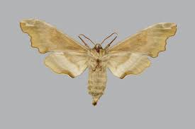 Attēlu rezultāti vaicājumam “Mimas tiliae”