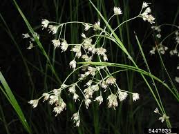 Attēlu rezultāti vaicājumam “Luzula luzuloides”