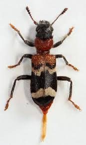 Attēlu rezultāti vaicājumam “Thanasimus formicarius”