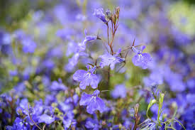 Attēlu rezultāti vaicājumam “Lobelia erinus flower”