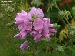 Attēlu rezultāti vaicājumam “Malva moschata bud”