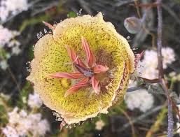 Attēlu rezultāti vaicājumam “Cribraria martinii macro”