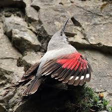 Image result for Tichodroma muraria