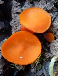 Attēlu rezultāti vaicājumam “Melastiza chateri”