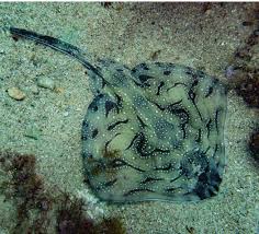 Image result for Raja undulata
