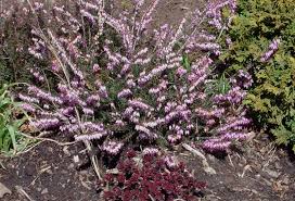 Attēlu rezultāti vaicājumam “Erica x darleyensis flower”