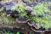 Attēlu rezultāti vaicājumam “Gloiodon strigosus”