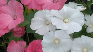 Image result for Lavatera trimestris