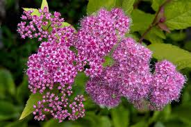 Attēlu rezultāti vaicājumam “Spiraea”