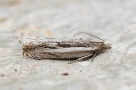 Attēlu rezultāti vaicājumam “Ancylis apicella”