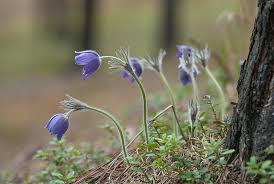 Attēlu rezultāti vaicājumam “Pulsatilla patens leaf”