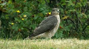 Attēlu rezultāti vaicājumam “Accipiter nisus female”