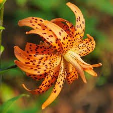 Attēlu rezultāti vaicājumam “Lilium lancifolium flower”