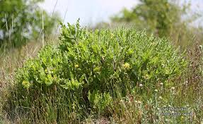 Image result for Cnicus benedictus