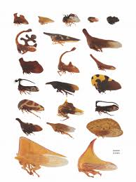 Attēlu rezultāti vaicājumam “Membracidae”