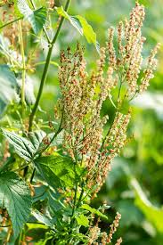 Attēlu rezultāti vaicājumam “Rumex acetosa flower”