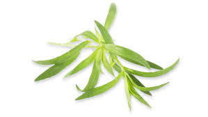 Image result for selvatici tehron