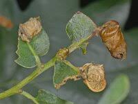 Attēlu rezultāti vaicājumam “Attelabus nitens”