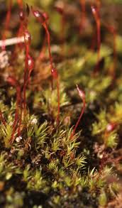 Attēlu rezultāti vaicājumam “Dicranella varia”