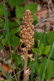 Attēlu rezultāti vaicājumam “Neottia nidus-avis”