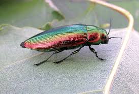 Attēlu rezultāti vaicājumam “Buprestidae”