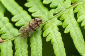 Attēlu rezultāti vaicājumam “Cixius sp.”