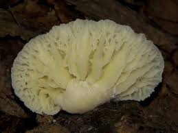 Attēlu rezultāti vaicājumam “Nectriopsis violacea”