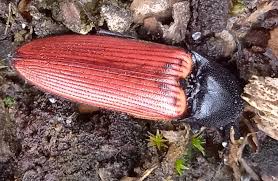 Attēlu rezultāti vaicājumam “Ampedus sp.”