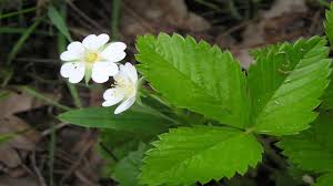 Attēlu rezultāti vaicājumam “Fragaria vesca flower”