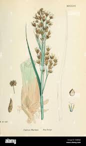 Attēlu rezultāti vaicājumam “Cladium mariscus leaf”