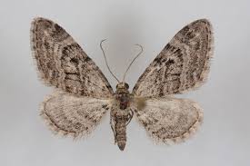 Attēlu rezultāti vaicājumam “Eupithecia pusillata”