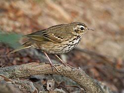 Attēlu rezultāti vaicājumam “Motacillidae”