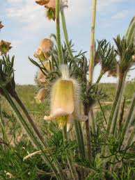 Attēlu rezultāti vaicājumam “Pulsatilla pratensis bud”
