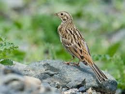 Image result for Emberiza leucocephalos